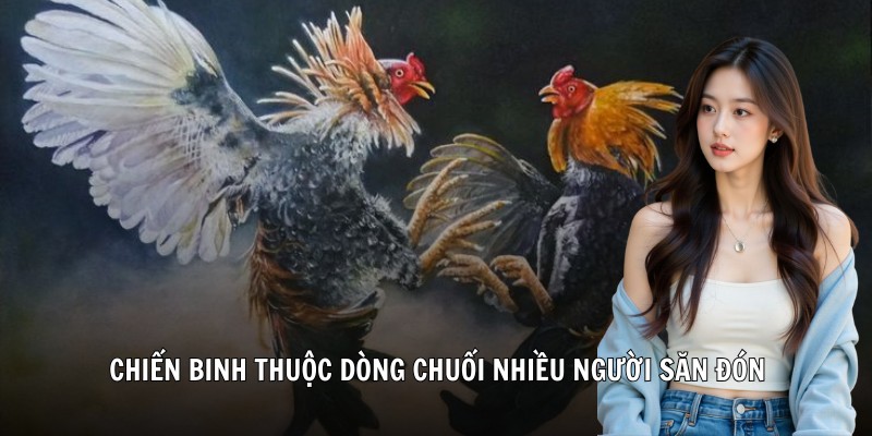 Chiến binh thuộc dòng chuối nhiều người săn đón